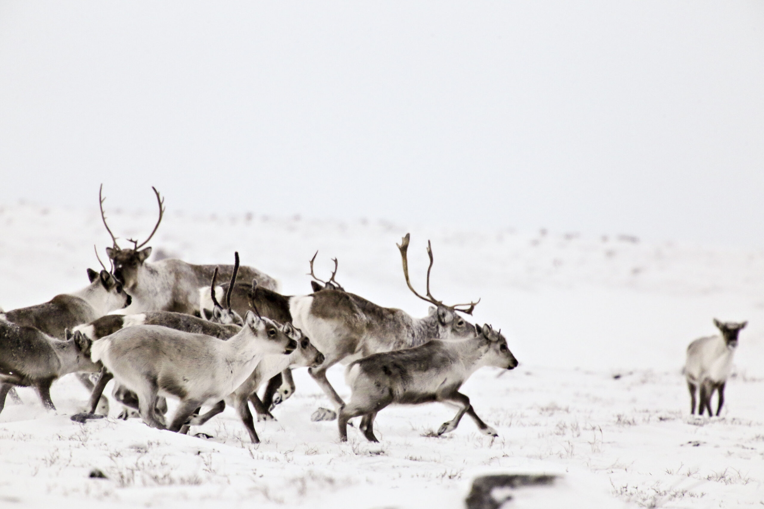 A herd of caribou on snowy tundra; outside Arviat, Nunavut