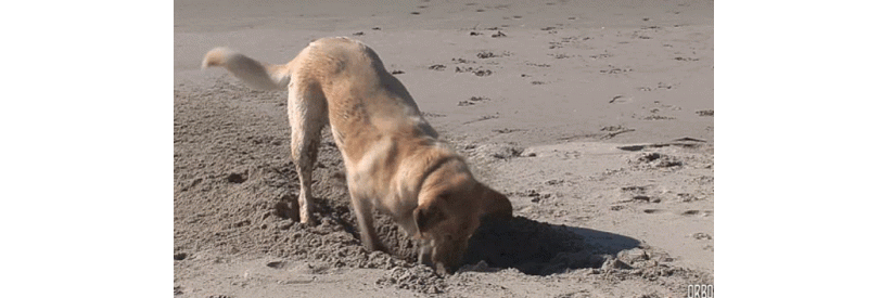 GIF of dog digging up sand