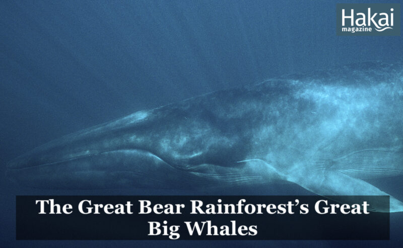 Hakai article: The Great Bear Rainforest’s Great Big Whales