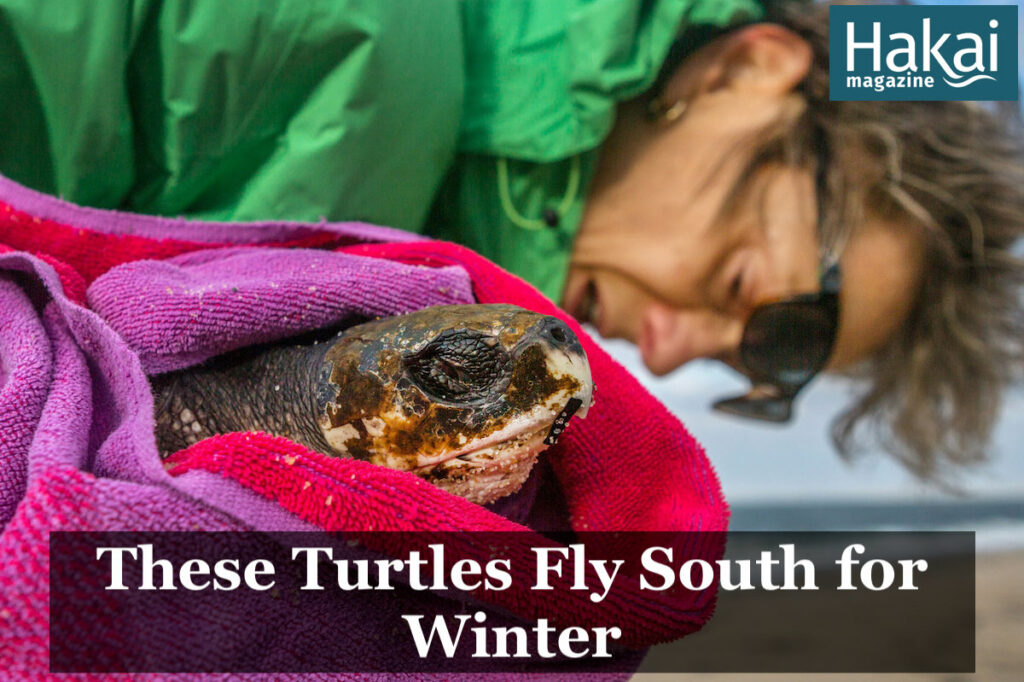 Hakai: These turtles fly south for winter