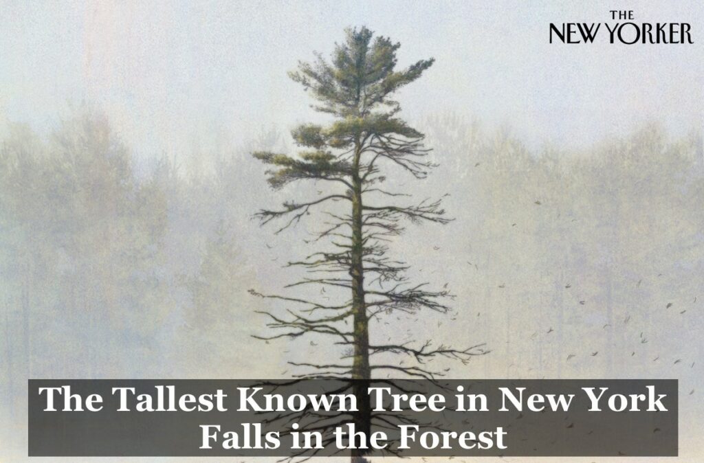 New Yorker: the tallest known tree in New York falls in the forest