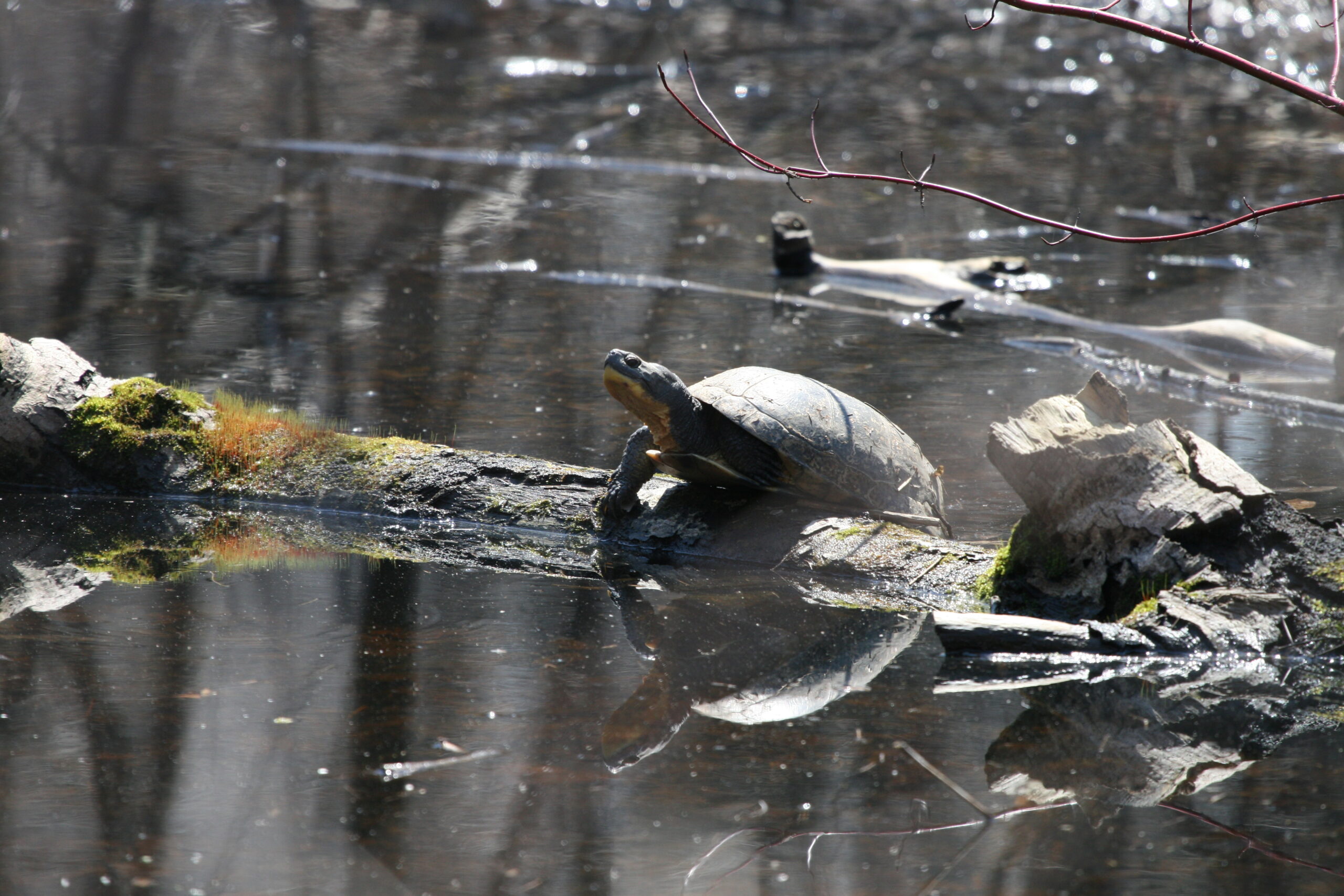 The Blanding's Turtle