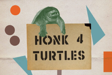 Illustration of an Ontario snapping turtle holding a "honk 4 turtles" sign.