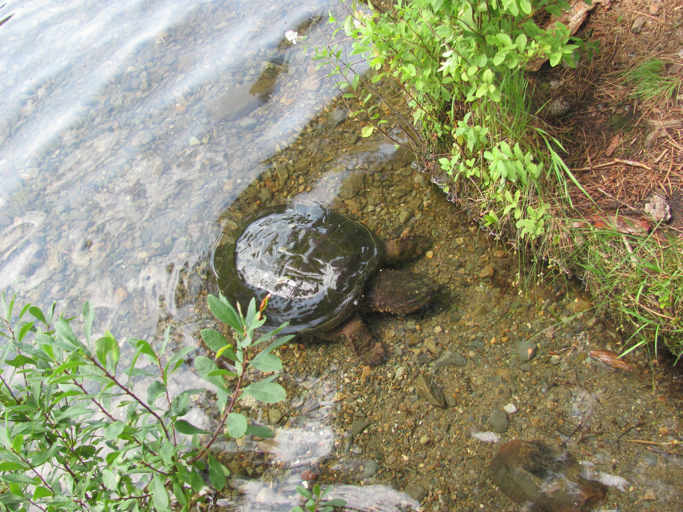 Snapping_Turtle