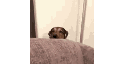GIF of a dog ducking under a sofa