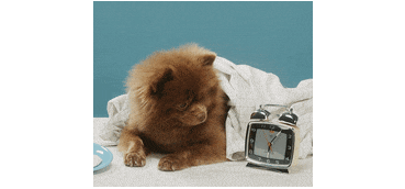 GIF of dog looking at alarm clock