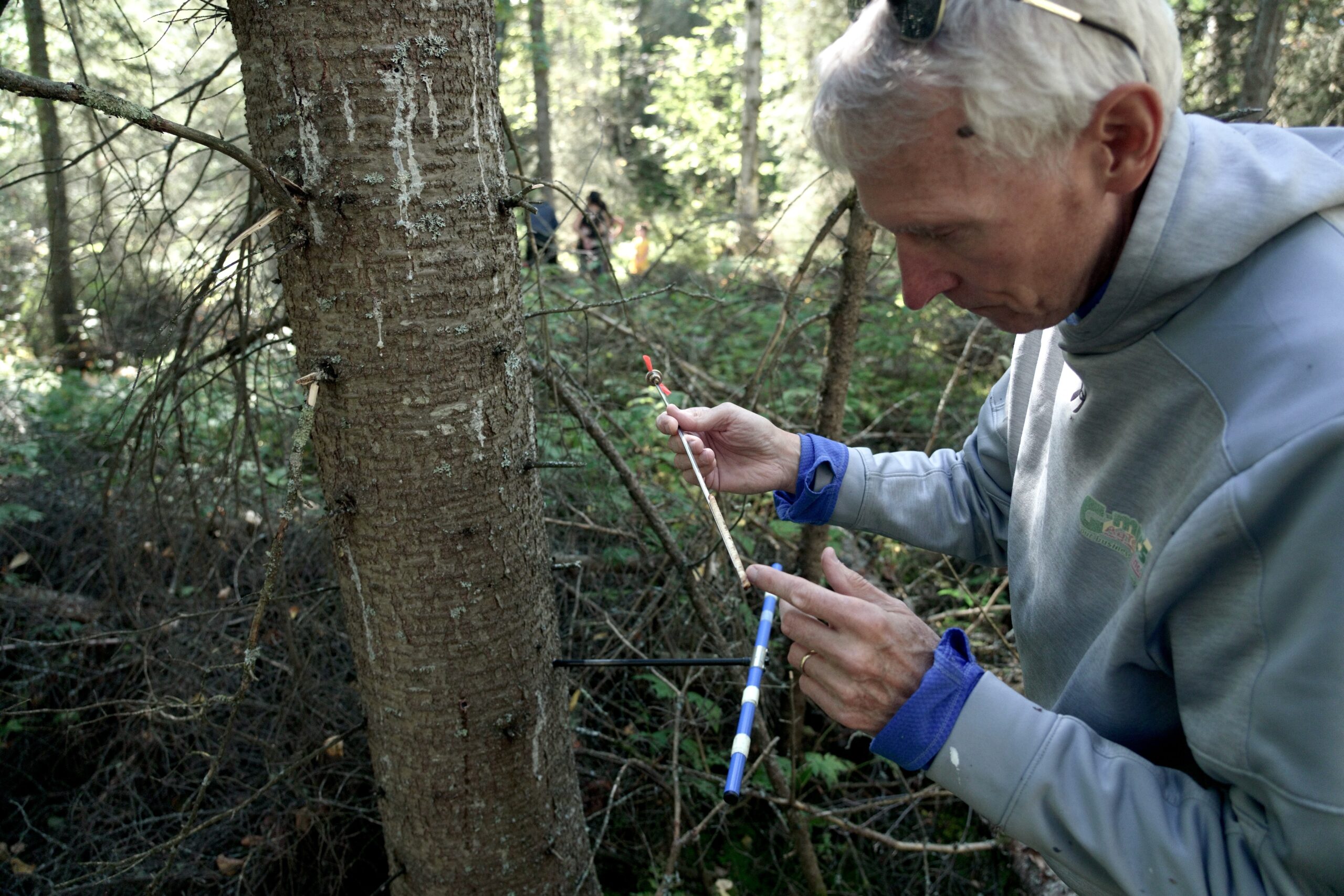 A scientist examines a core sample taken from a tree.