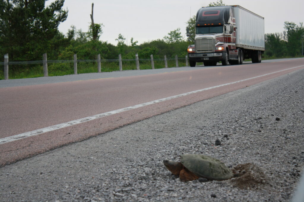 Turtle by the road