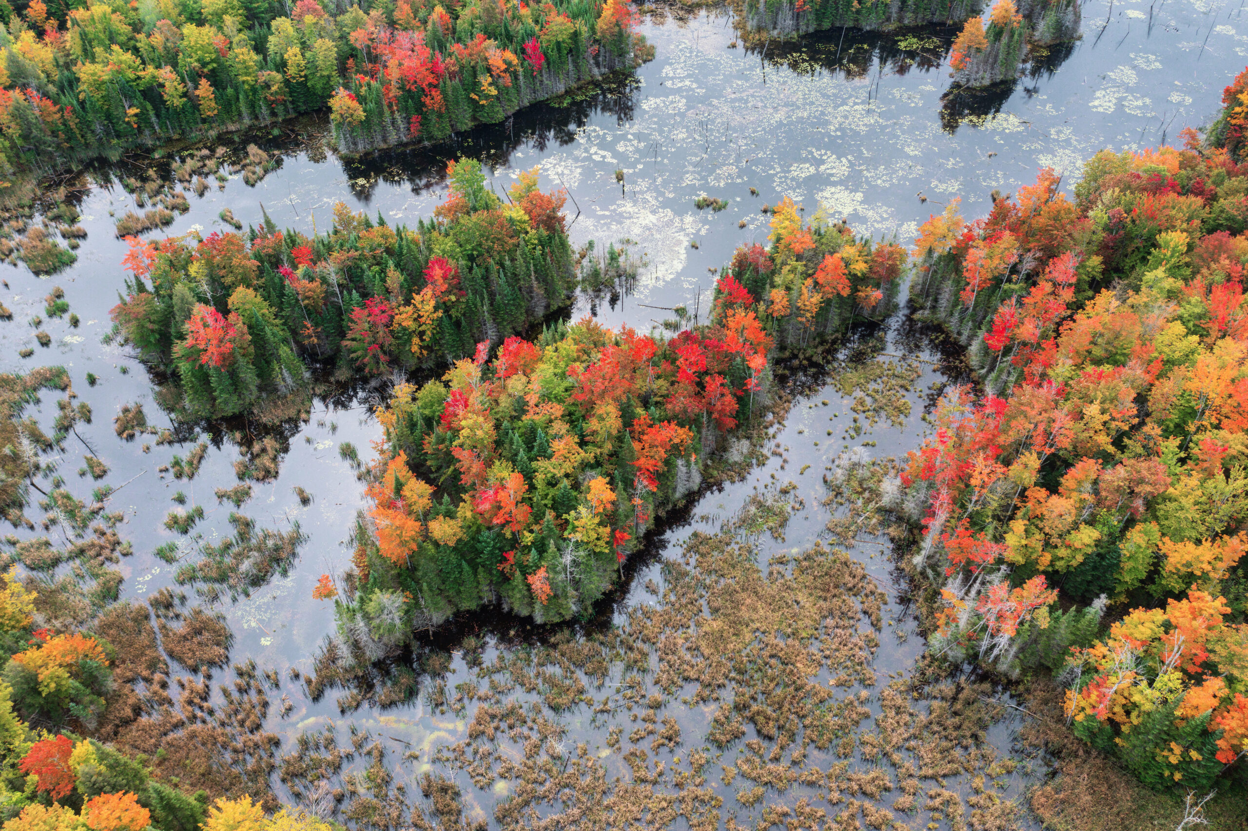 An aerial photo of ponds and trees bursting with fall colours.