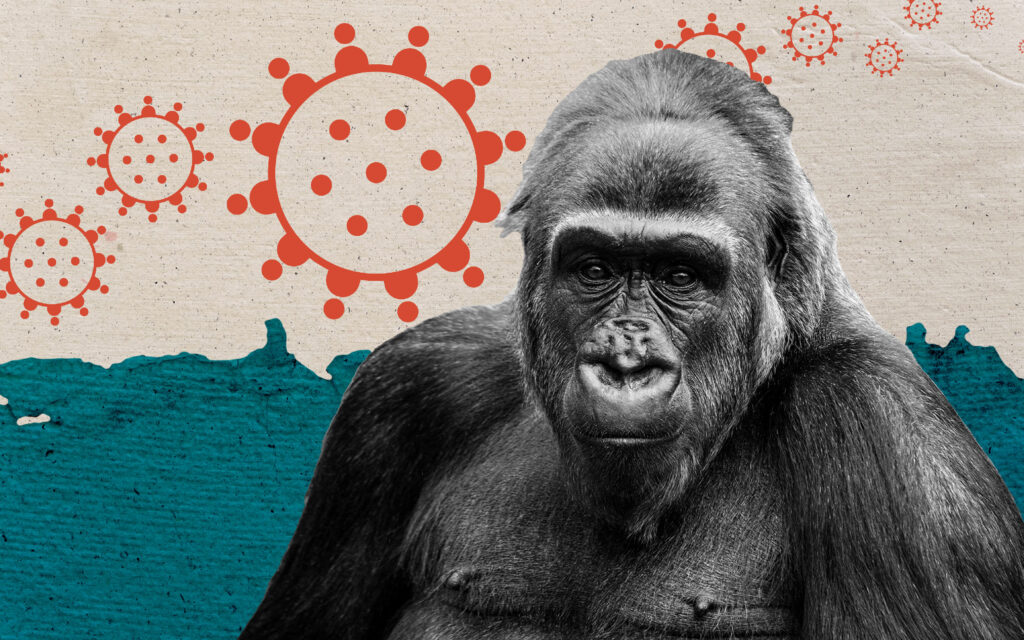 A photo illustration of a gorilla over a background of viruses.