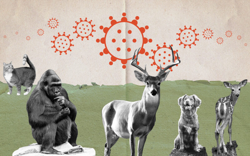 A photo illustration of a cat, a gorilla, a deer a dog and a fawn over a background of viruses.