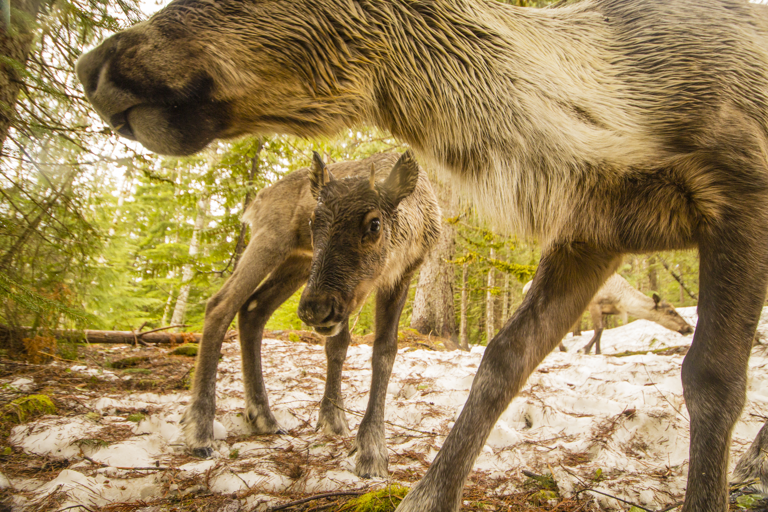 A baby caribou calf peeks under her mother and looks at the camera