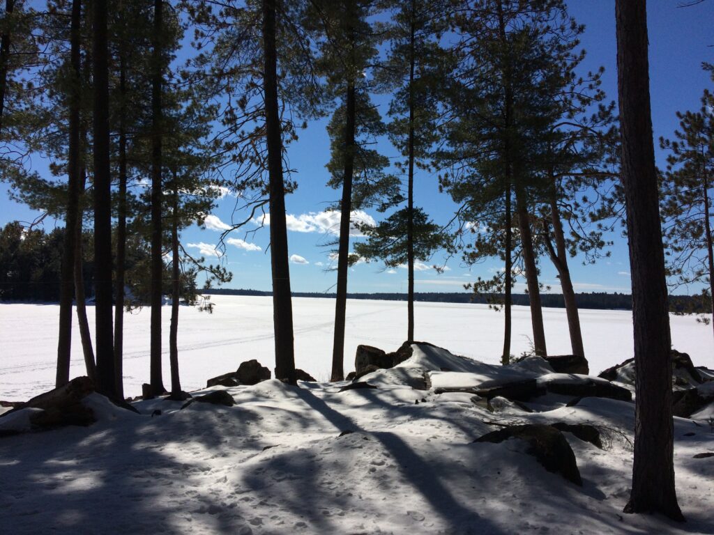 A stand of conifer trees next to a frozen lake on a clear, winter day.