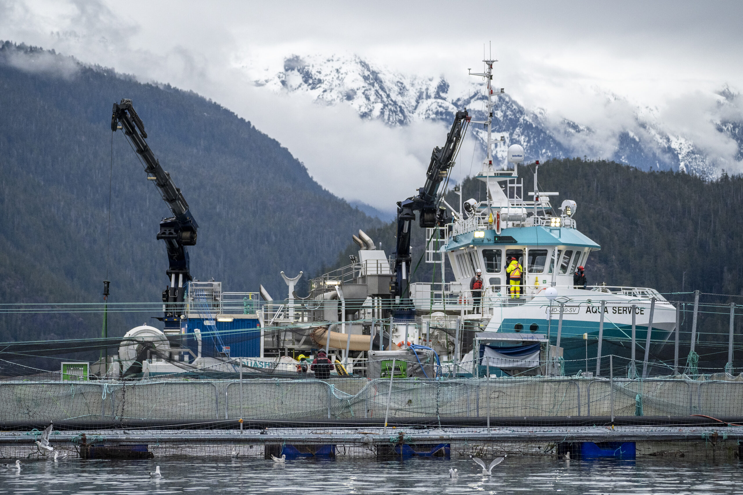A boat used to remove sea lice from farmed salmon in the water in Tofino, B.C.