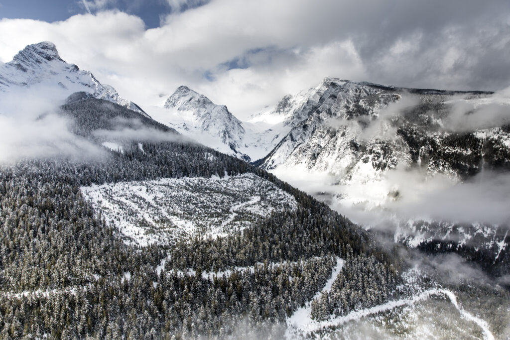 Why Critical Caribou Habitat Is Still Being Logged In B.c. 