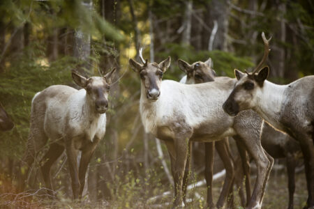 The endangered Columbia North deep-snow caribou herd relies on B.C.'s disappearing inland temperate rainforest