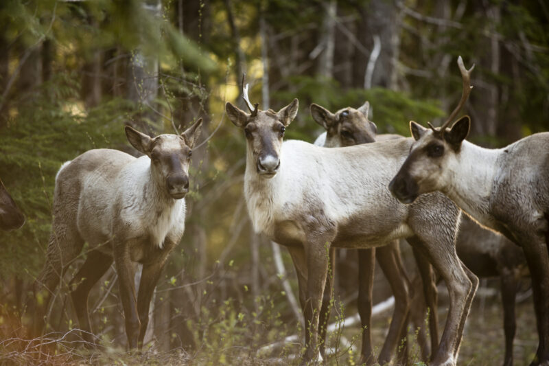 The endangered Columbia North deep-snow caribou herd relies on B.C.'s disappearing inland temperate rainforest