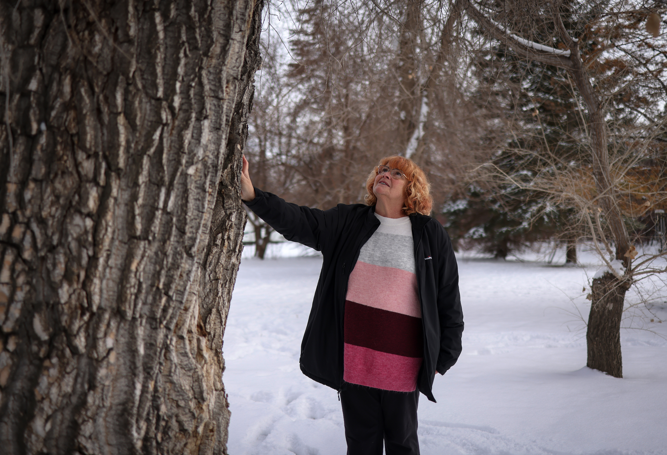 A woman looks up at a cottonwood tree amid snow
