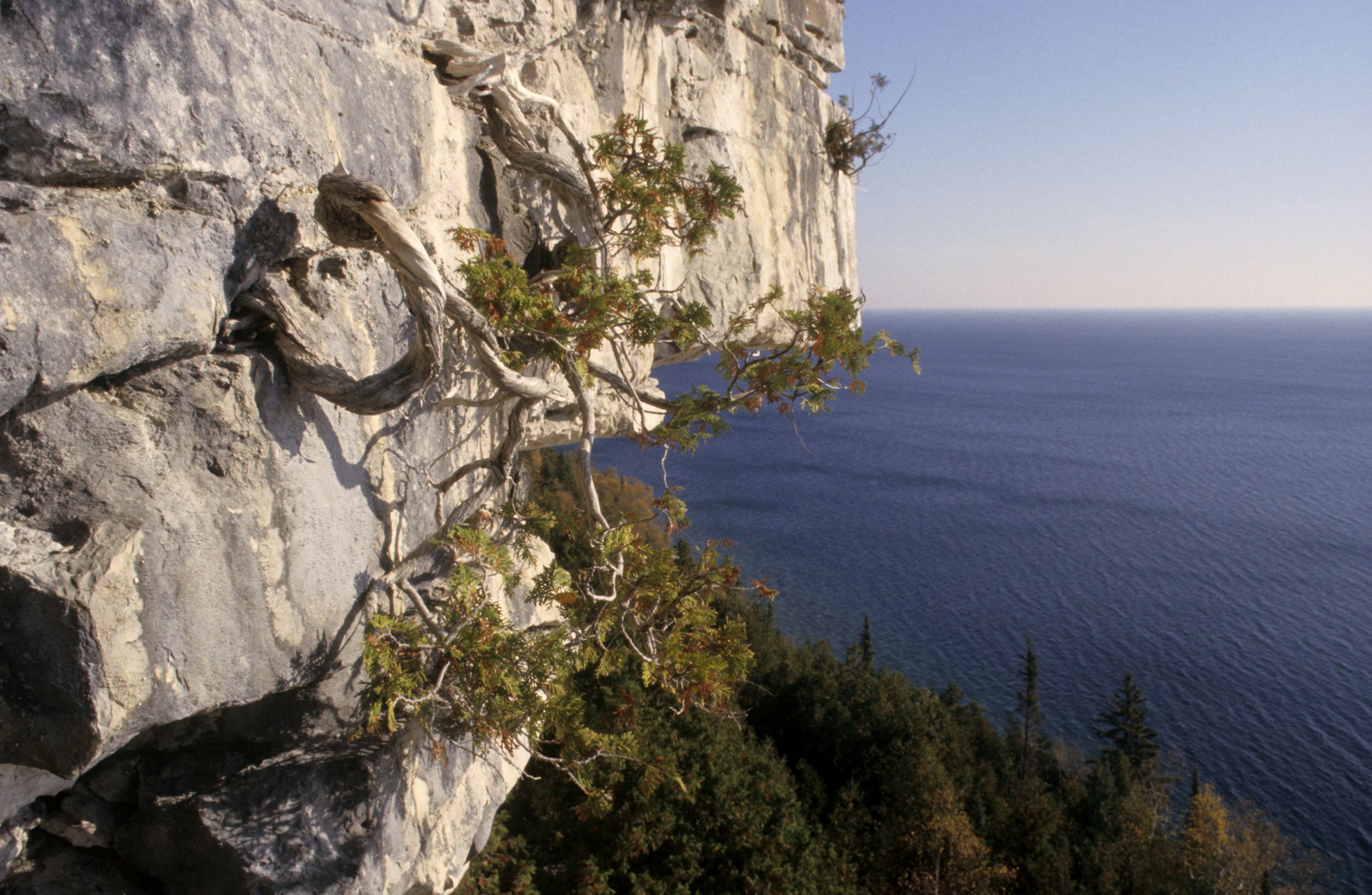 A cliffside cedar grows from a crack in a rock face, overlooking Lake Huron with a clear sky in the background.