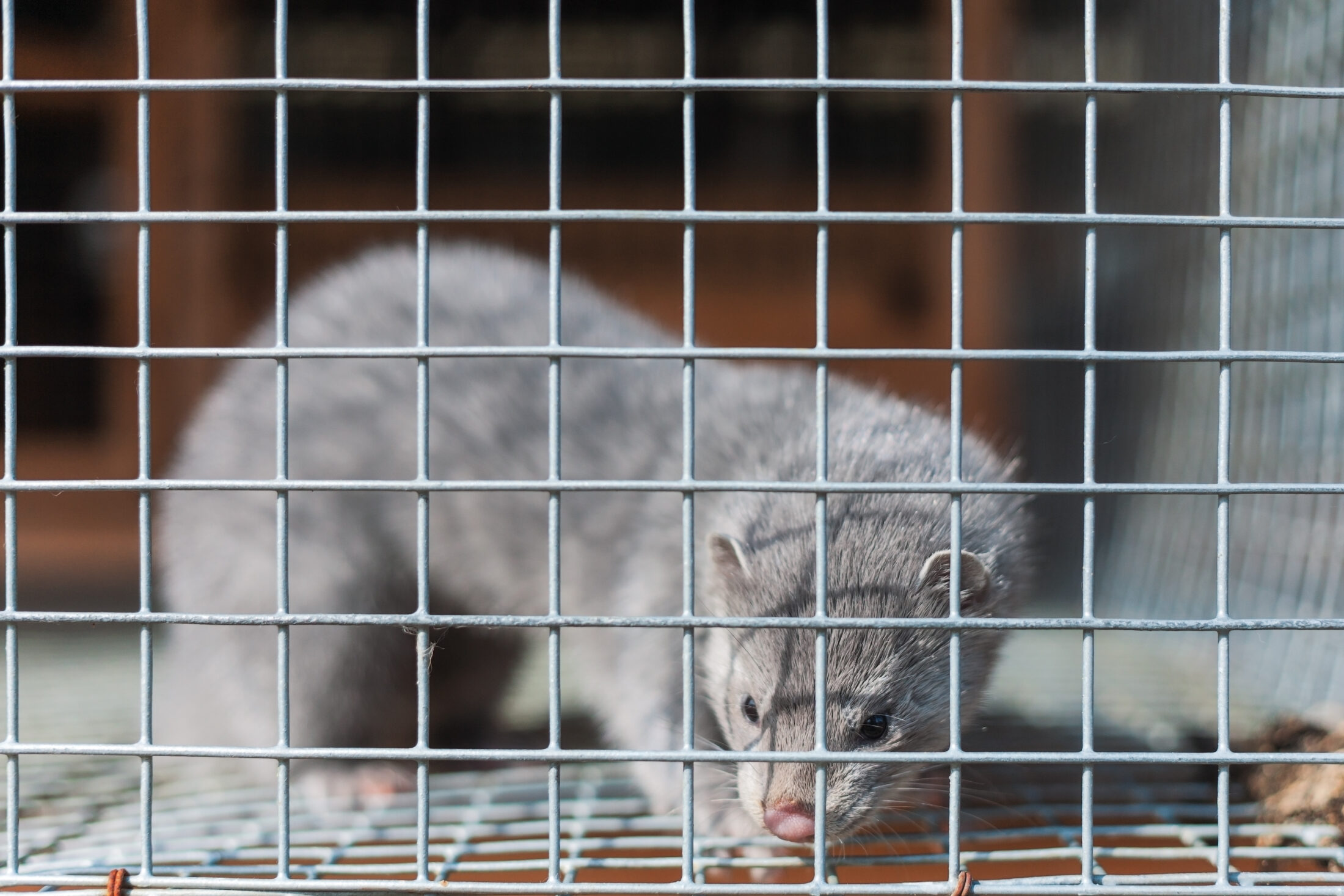 A silver mink in a cage