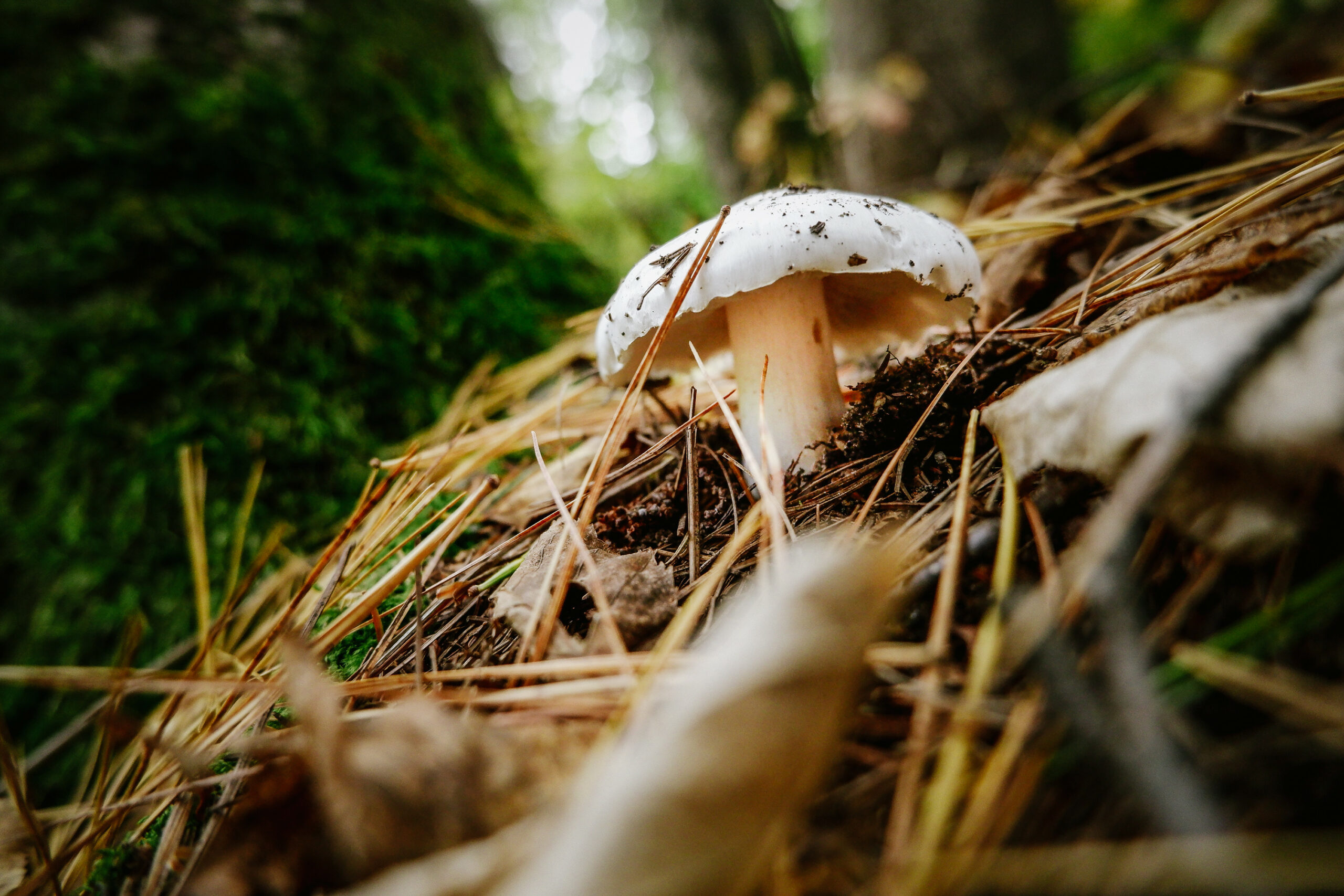 A mushroom on the forest floor in Ontario