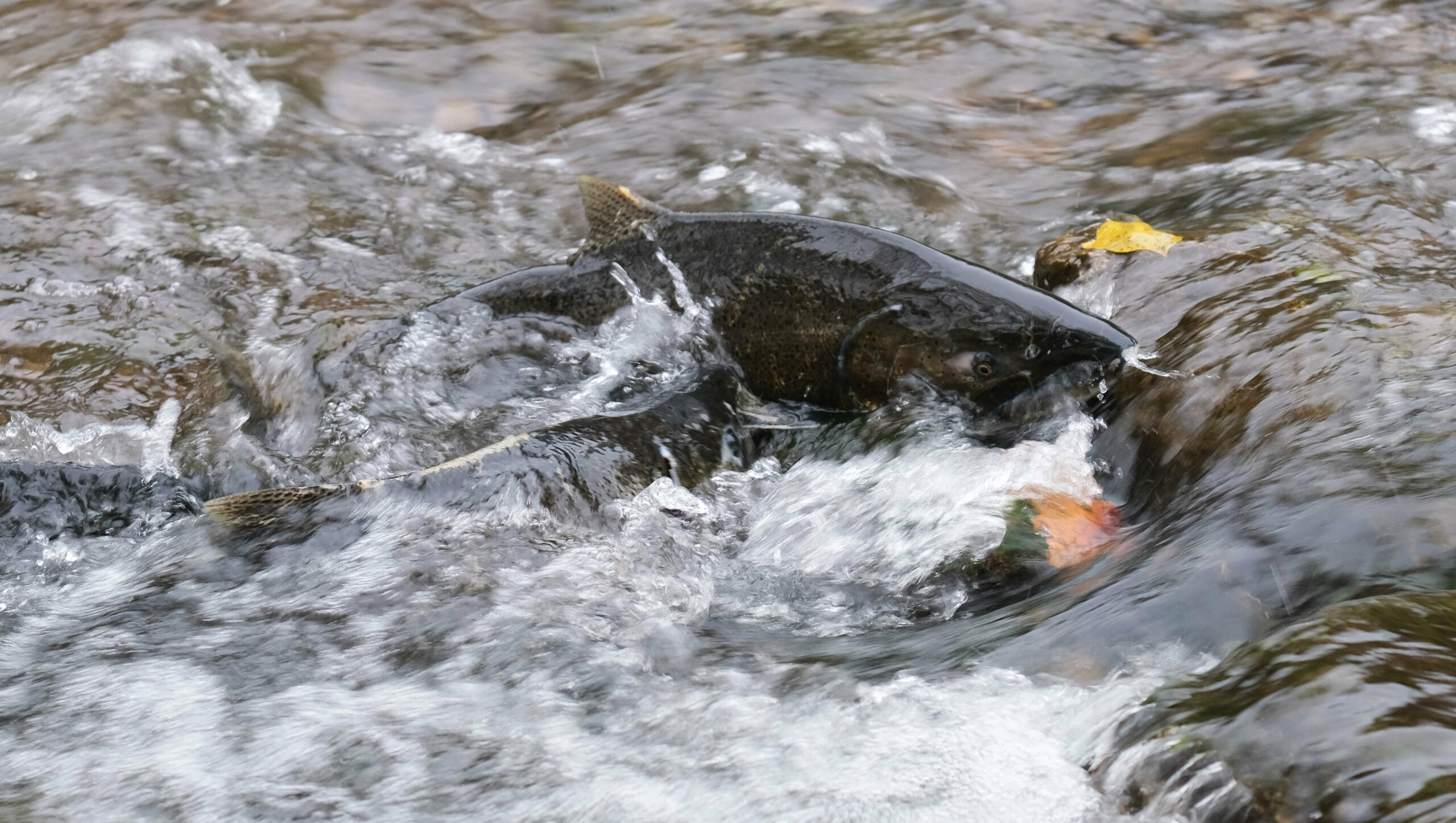 Salmon in Red Hill Creek, Hamilton, Ont.