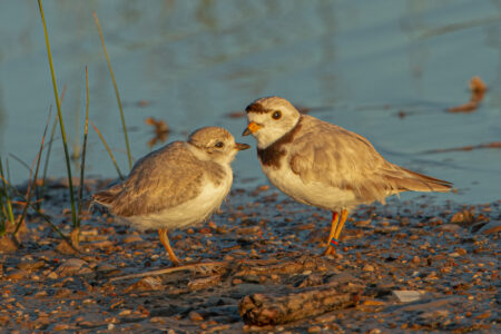 A pair of piping plovers on Sauble Beach.