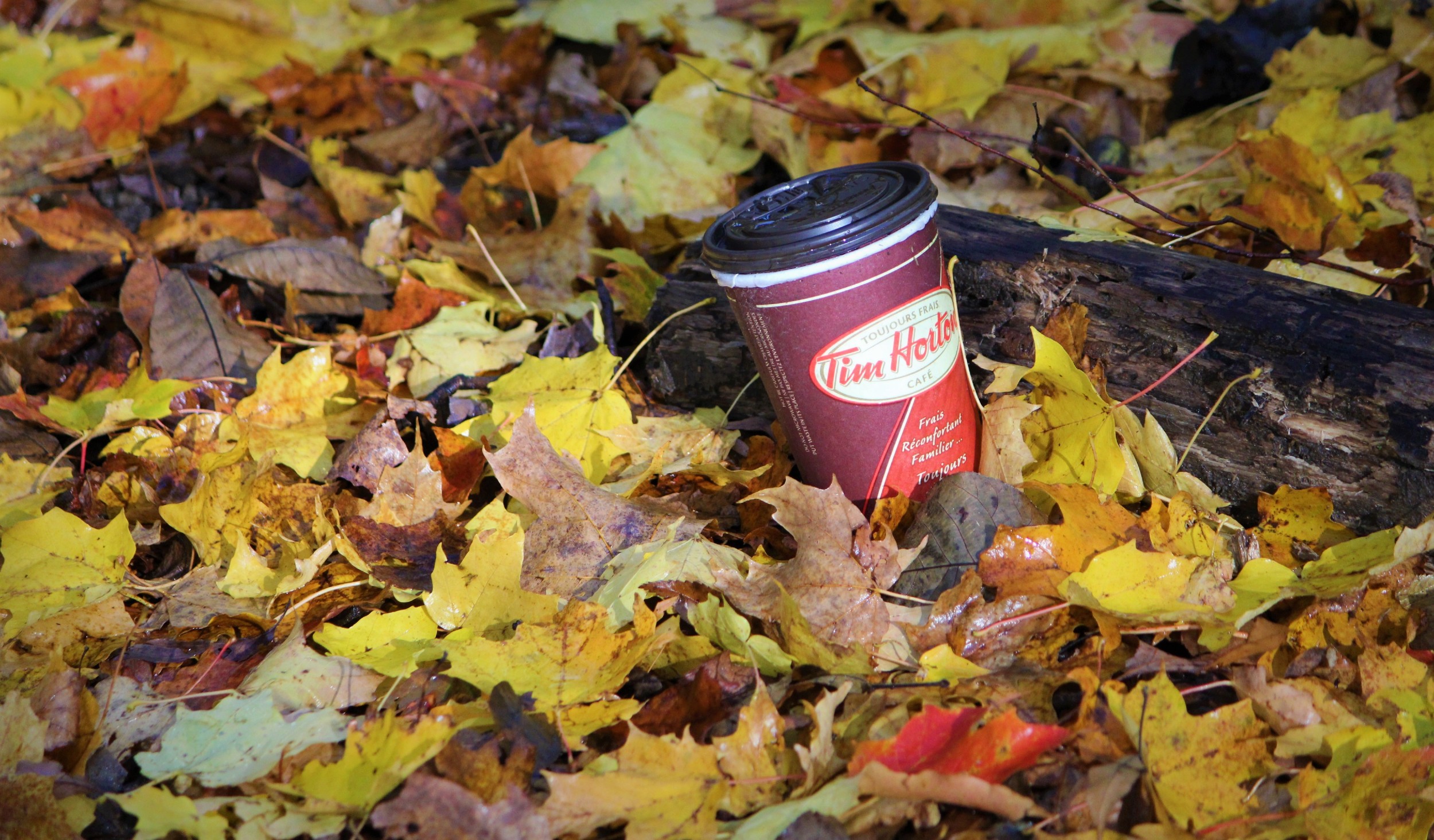A Tim Horton's coffee cup on a bed of leaves.