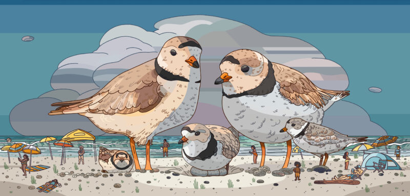 An illustration of giant piping plovers on a beach surrounded by tiny humans
