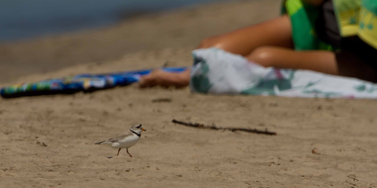 A piping plover on Sauble Beach near sunbathing humans.