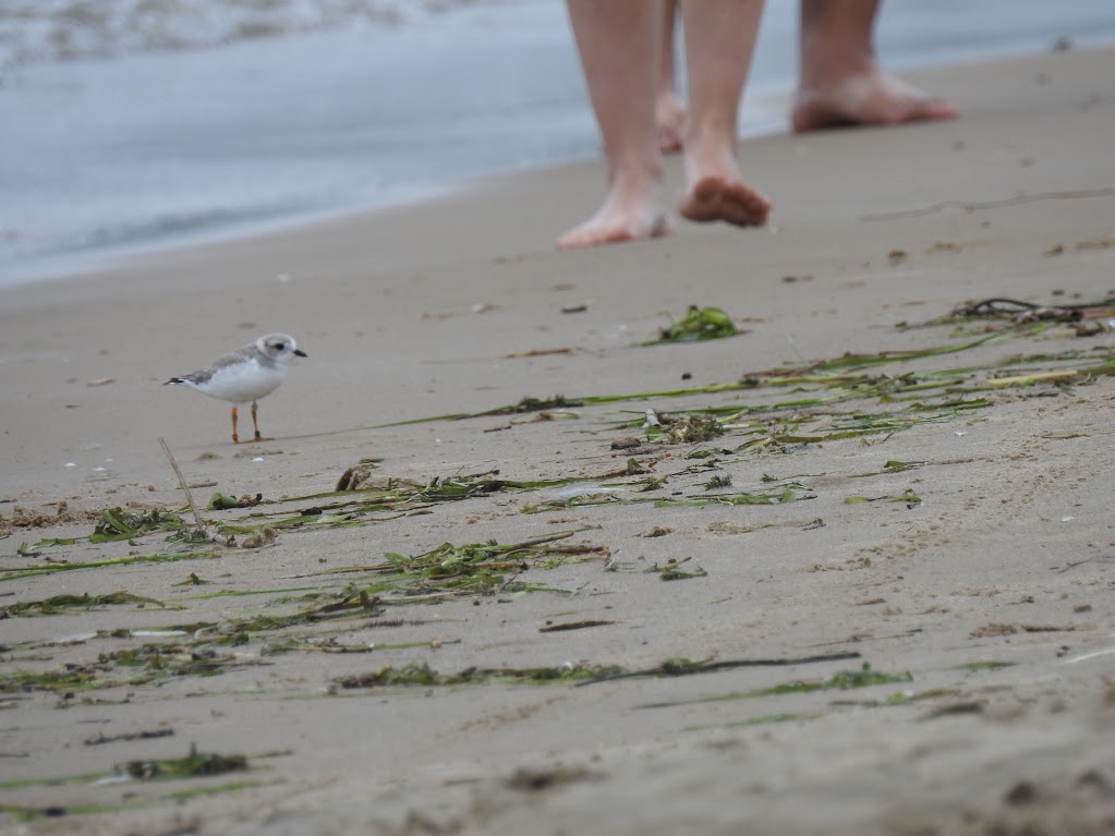 A piping plover on Sauble Beach near human feet.