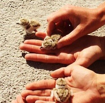 Hands holding piping plover fledglings.