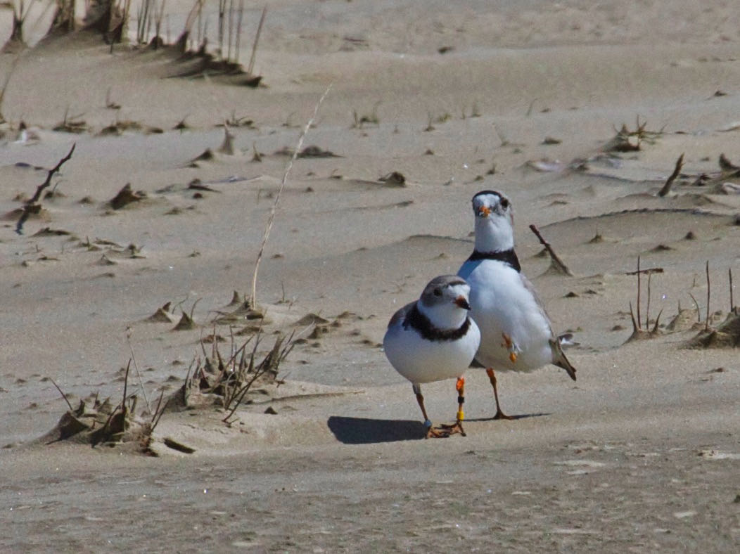 A pair of piping plovers on Sauble Beach.