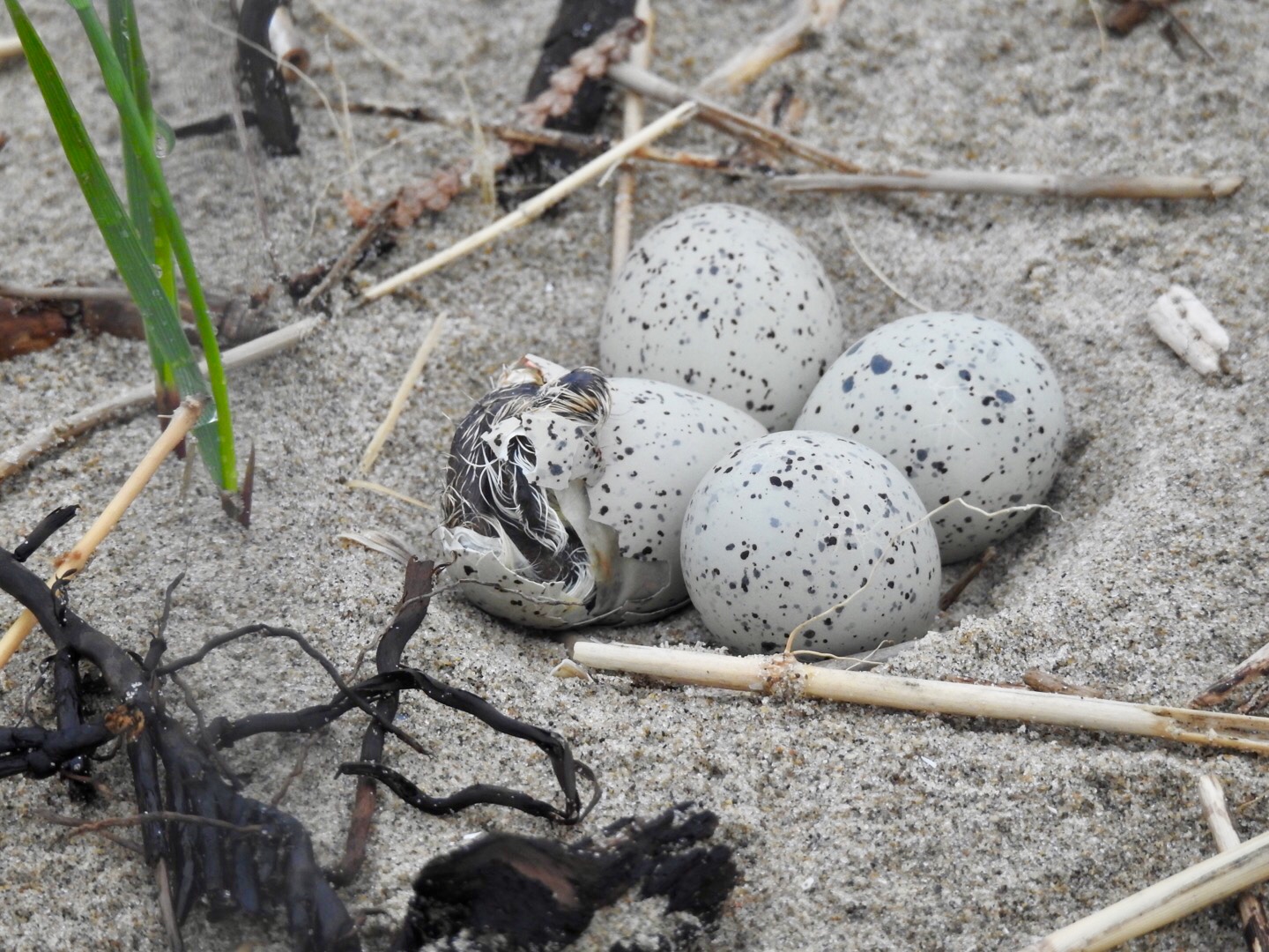 A baby plover hatching out of an egg on Sauble Beach.