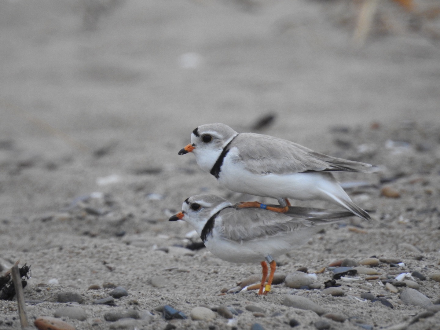 A pair of piping plovers on Sauble Beach.