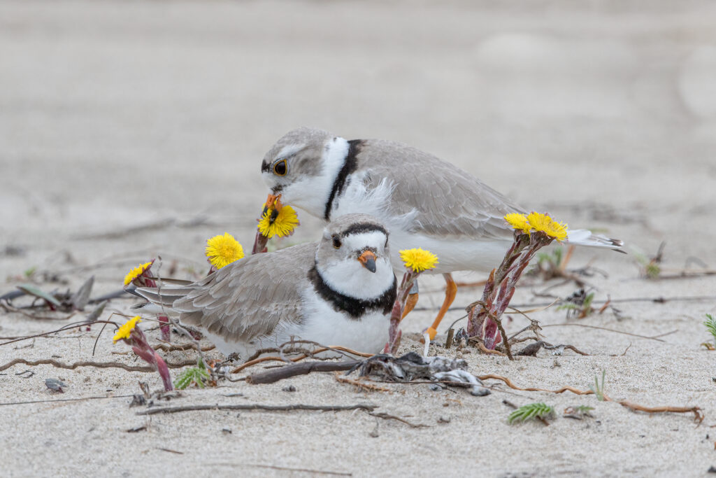 A piping plover pair on Sauble Beach.