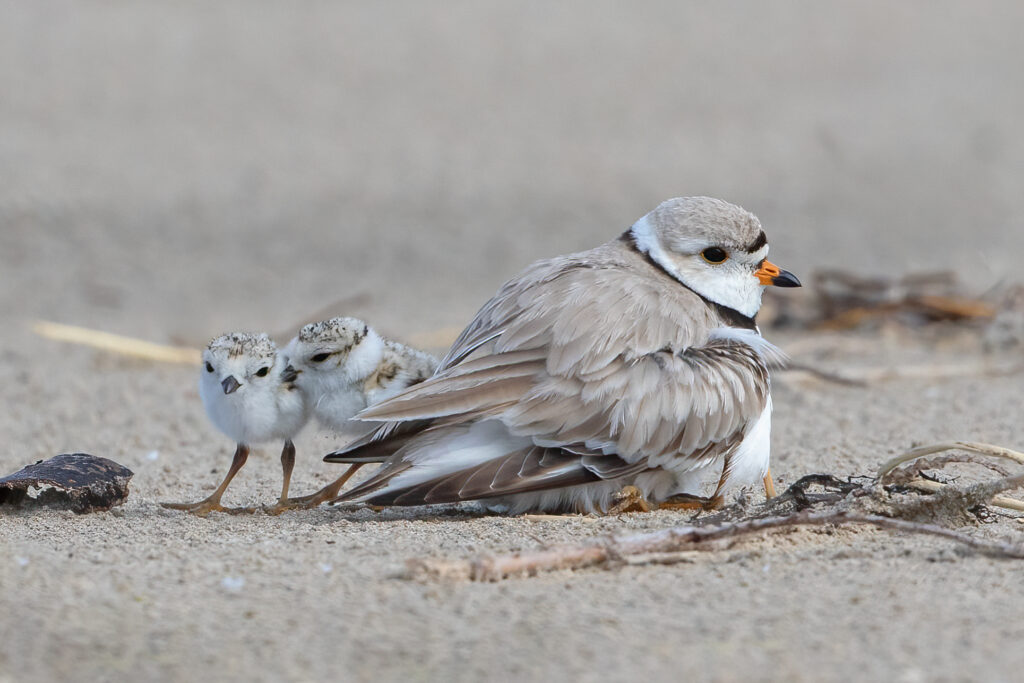 A piping plover and two fledglings on Sauble Beach.