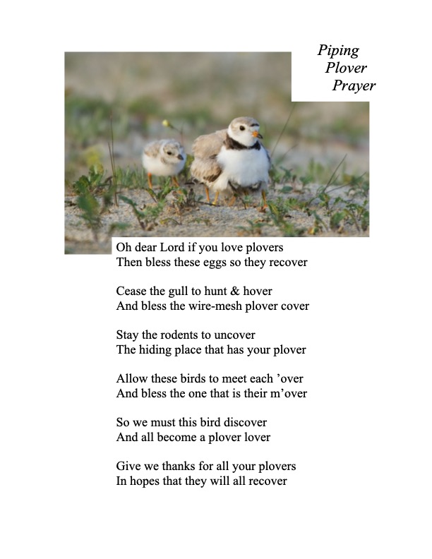 A prayer for piping plovers written by a volunteer caregiver.