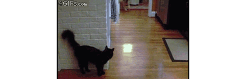 GIF of cat pouncing on dog.