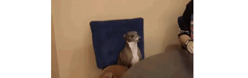 GIF of dog staring at camera while sitting in boardroom
