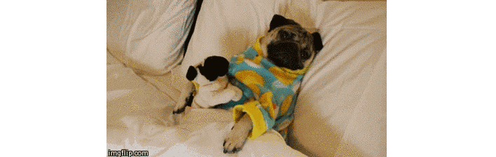 GIF of two dogs in bed wearing PJs
