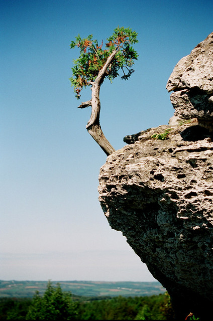 A tiny cliff cedar pokes out of a ridge jutting out from a cliff against a clear blue sky.