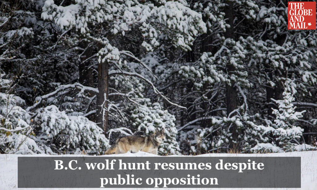 Globe and Mail: B.C. wolf hunt resumes despite public opposition