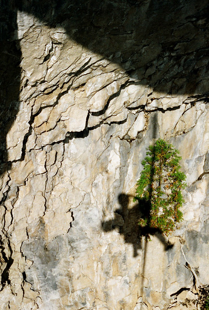 A cedar growing out of a sheer rock face with the shadow of a rock climber across it.