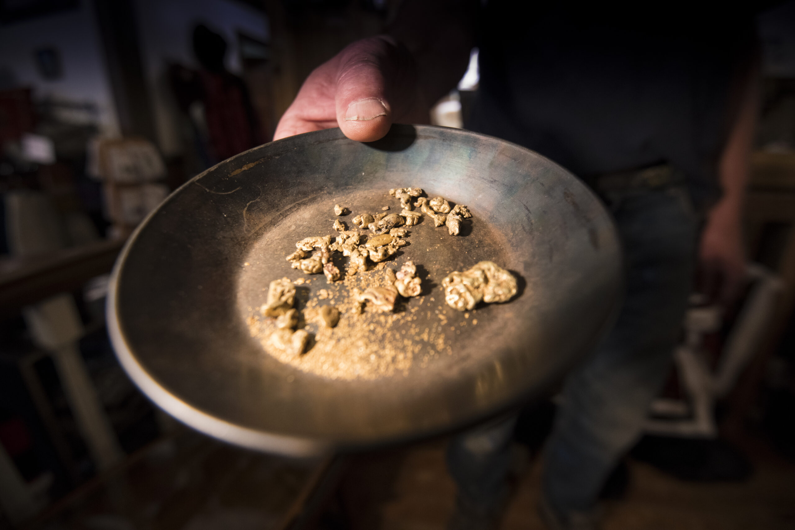 Gold nuggets in a pan; Cariboo Gold Rush