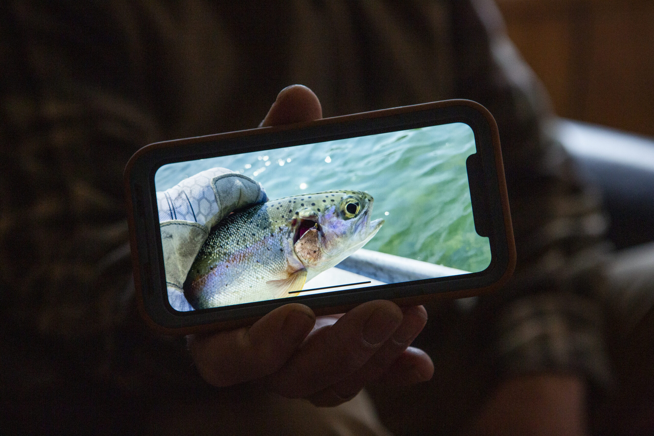 A photo of a deformed fish on a mobile phone