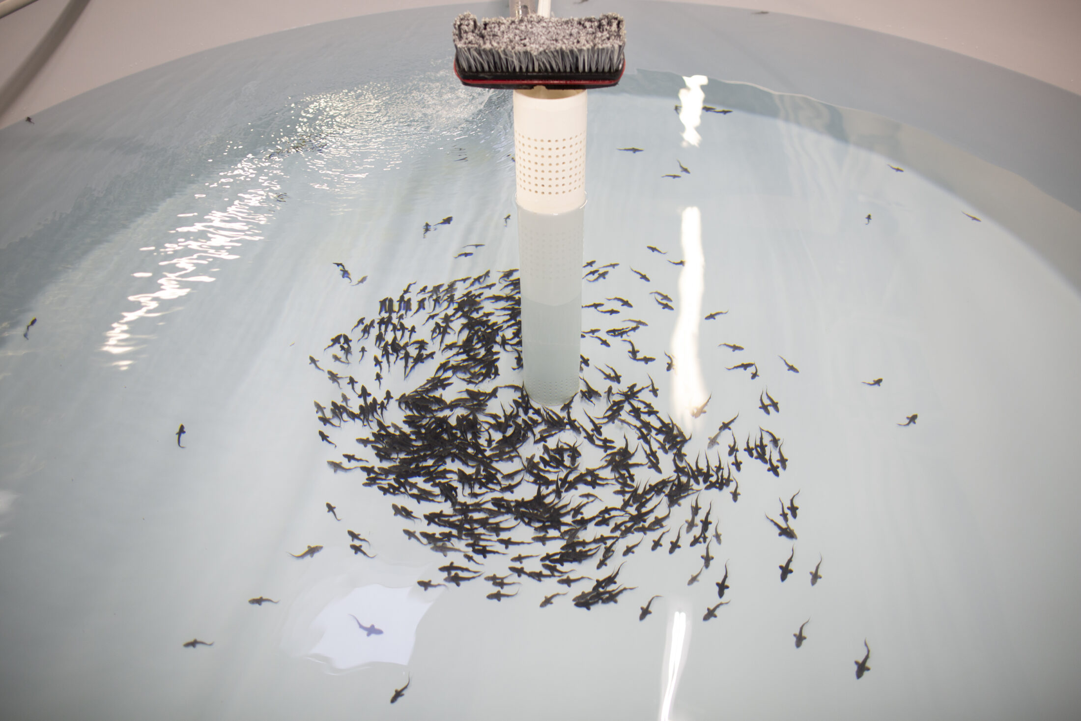 A water-filled tank holding baby sturgeon fish