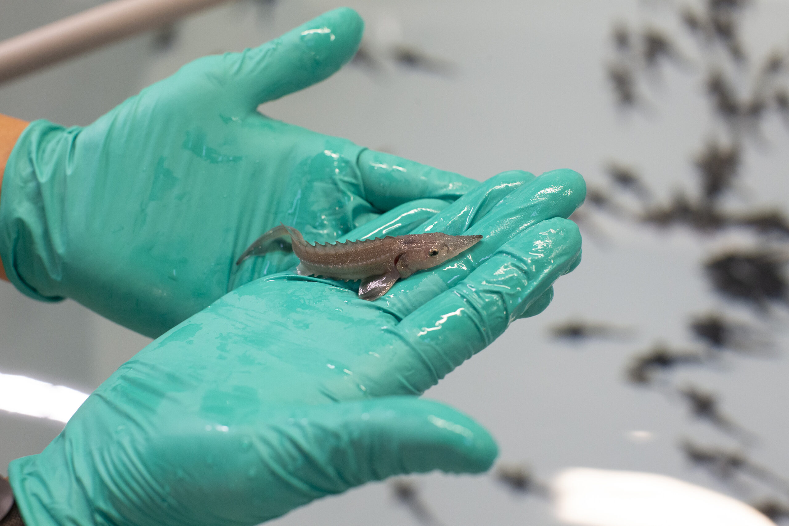 A baby sturgeon fish sits on two gloved hands