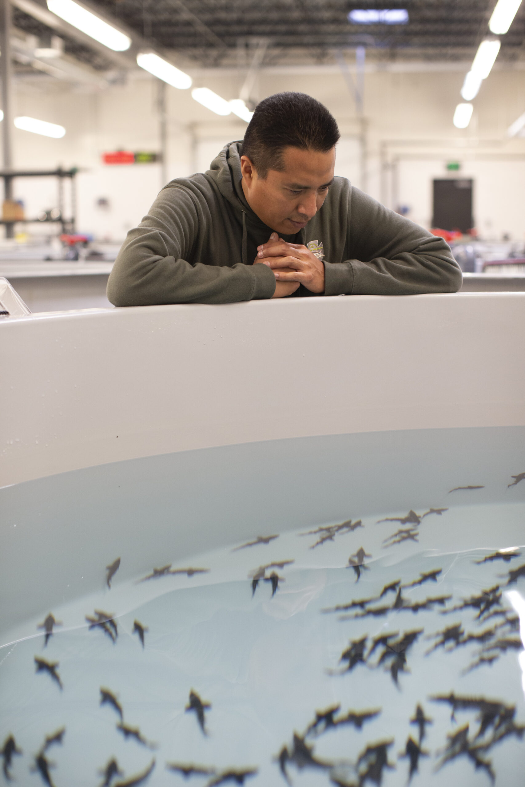 A man looks into a water-filled tank holding baby sturgeon fish