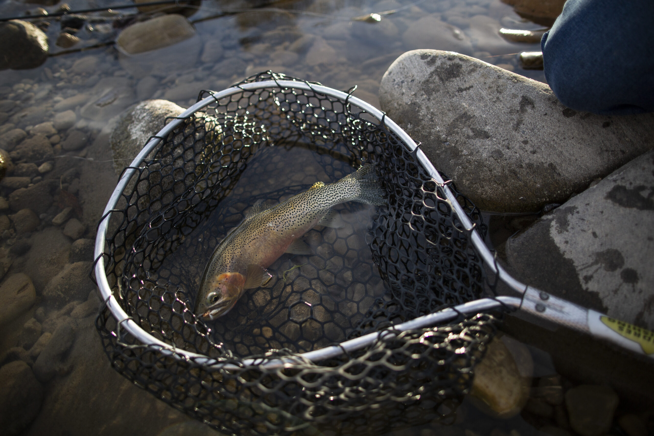 A westslope cutthroat trout in the Elk River